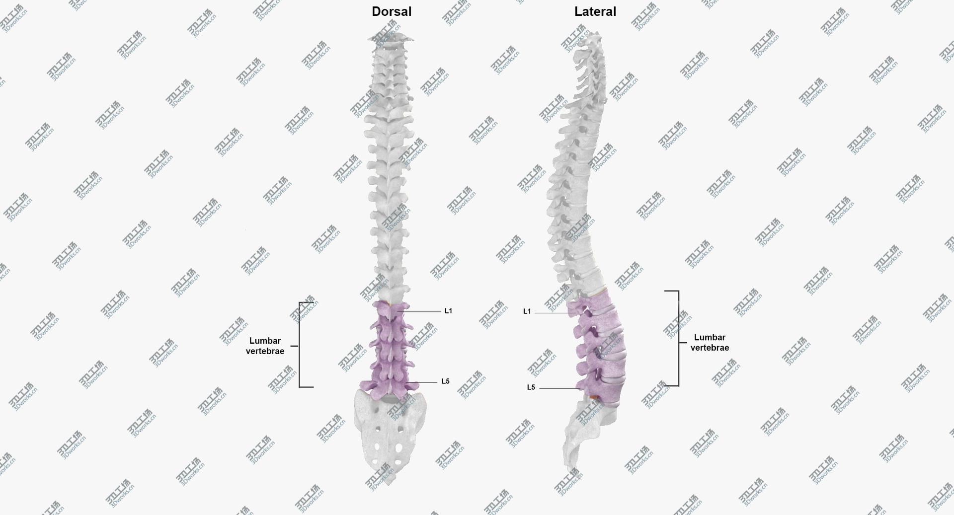 images/goods_img/2021040163/Real Human Lumbar Vertebrae L1 to L5 Bones With Intervertibral Disks 01 White 3D model/3.jpg